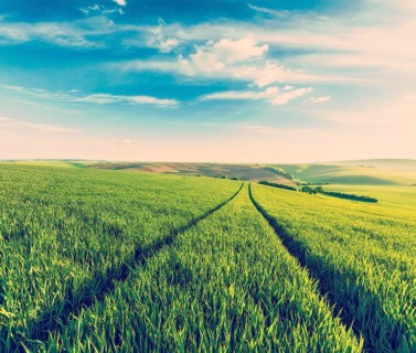 Vintage retro effect filtered hipster style image of Green fields of Moravia, Czech Republic,