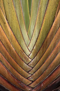 Detail of the structure of the trunk of a traveller's palm (Ravenala madagascariensis), Black River