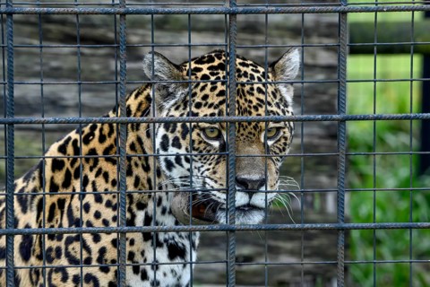 Jaguar (Panthera onca) with radio collar behind iron grid, portrait, captive, breeding station of