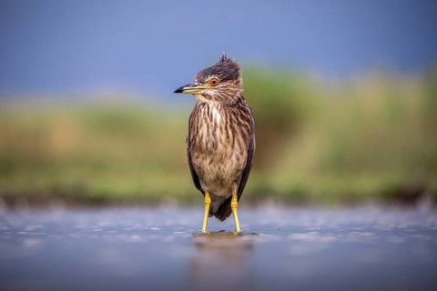 Black crowned night heron (Nycticorax nycticorax) in the water, juvenile, Pusztaszer, Hungary,