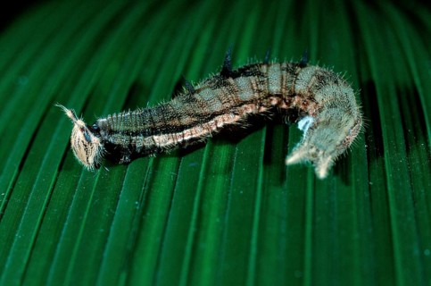 Morpho Butterfly caterpillar, Costa Rica (Morpho peleides), freistellbar