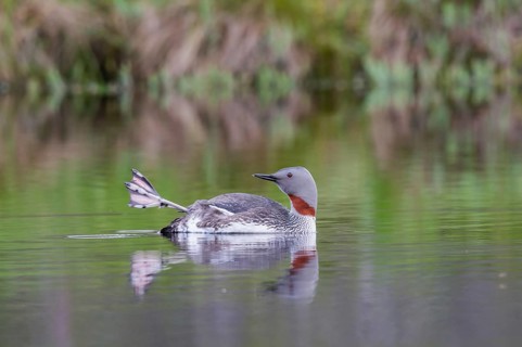 Red-throated diver (Gavia stellata) with outstretched foot in the water, Central Sweden, Sweden,