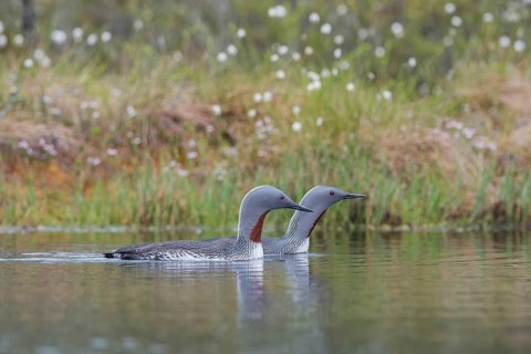 Red-throated diver (Gavia stellata), couple swimming in water, Dalarna, Sweden, Europe