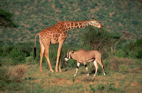 Gemsbok (Oryx gazella) and reticulated giraffe (Giraffa camelopardalis reticulata), Samburu Game