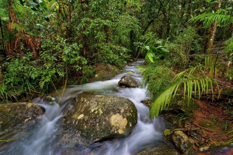 River course, water, stream, river, movement, flowing, jungle, rainforest, tropical, tropical