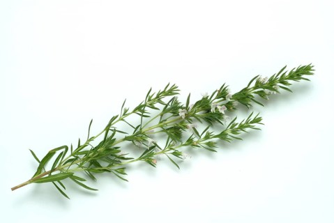 Summer savory (Satureja hortensis), also garden savory, true savory, pepperwort, family of the