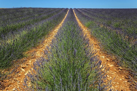 Lavender field, flowering true lavender (Lavandula angustifolia), near Valensole, Provence,