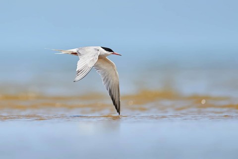 Elegant tern (Thalasseus elegans) flying in the sky above the sea, hunting, ebro delta, Catalonia,