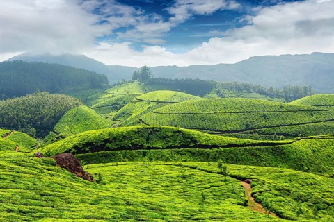 Tea plantations in morning fog in Munnar, Kerala, India, Asia