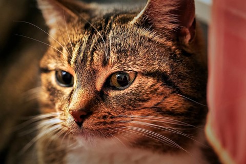 Brown tabby felidae (Felis silvestris catus), attentive gaze, portrait, Germany, Europe
