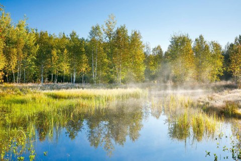 The first rays of sunlight bathe the birch forest and grasses in a warm light, clouds of mist drift