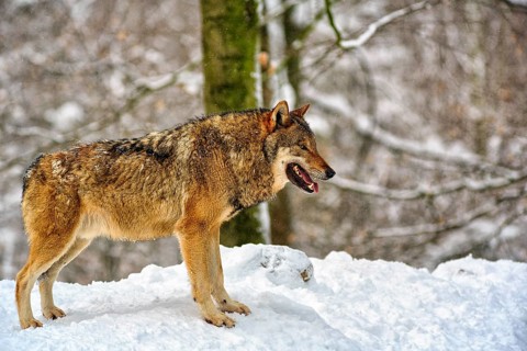 Gray wolf (Canis lupus) in the snow, in the game reserve, Neuhaus Wildlife Park in winter, Neuhaus