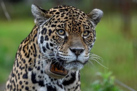 Jaguar (Panthera onca) with radio collar, portrait, breeding station of the Conservation Land