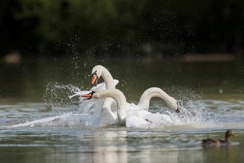 Mute swans (Cygnus olor), fighting in the water, Upper Austria, Austria, Europe