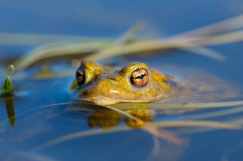 Common toad, male, North Rhine-Westphalia, Germany, Europe