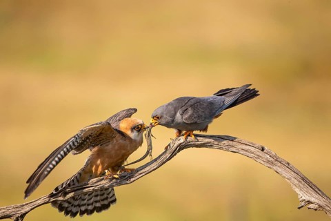 Red-footed falcon (Falco vesperetinus) Male handing over a captured lizard to female, Hungary,