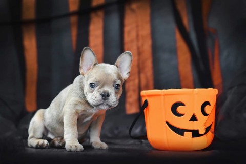 French Bulldog dog puppy with spooky Halloween trick or treat basket in front of black and orange