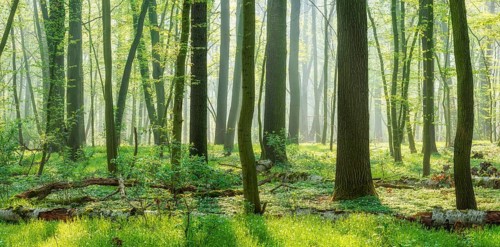 Natural deciduous forest of oaks and beeches in early spring, fresh green, sun shining through