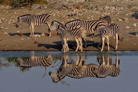 Burchell's Zebras (Equus quagga burchelli) reflected at the waterhole Chudop, Etosha National Park,