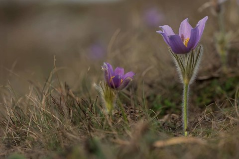 Common Pasque Flower (Pulsatilla vulgaris), Burgenland, Austria, Europe