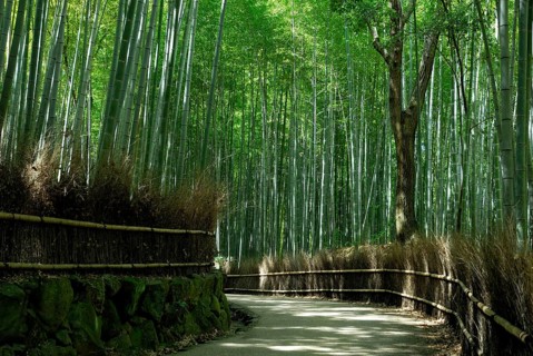 Bamboo forest, near Arashiyama, Kyoto, Japan, Asia