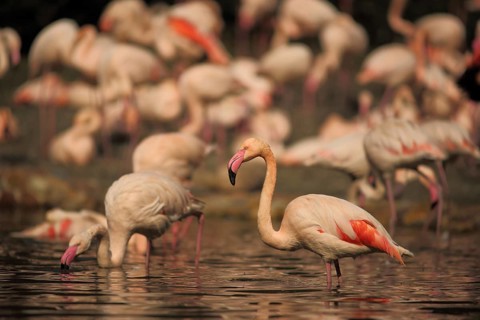 Cuban flamingo, troop, group, standing, water, american flamingo (Phoenicopterus ruber),