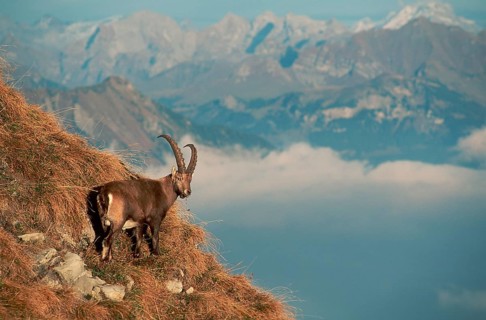 Alpine ibex (Capra ibex), male, Alps, side, Switzerland, Europe