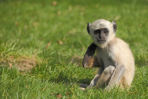 Northern plains gray langur (Semnopithecus entellus), juvenile, ground, sitting, captive