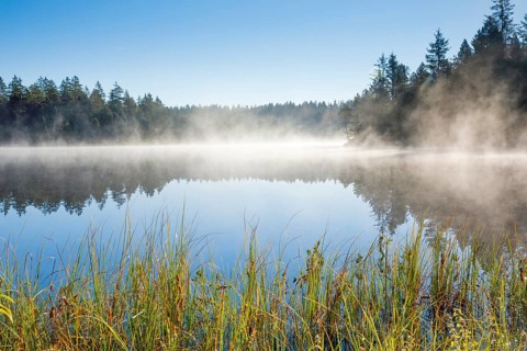 Wafts of mist over the mirror-smooth mire lake Étang de la Gruère in the canton of Jura,