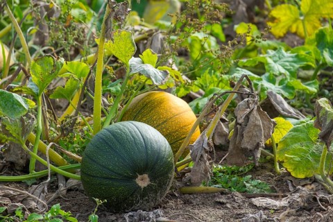 Field with pumpkins (Cucurbita), Münsterland, North Rhine-Westphalia, Germany, Europe