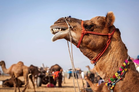 Camels at Pushkar Mela, famous annual camel and livestock fair, held in the town of Pushkar.