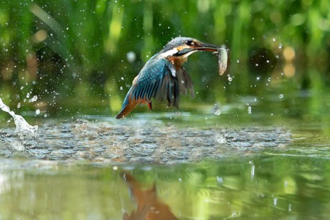 Common kingfisher (Alcedo atthis) fishing kingfisher flies up out of the water after hunting with