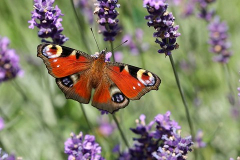 European peacock (Aglais io) on common lavender (Lavandula angustifolia) of a true lavender, North