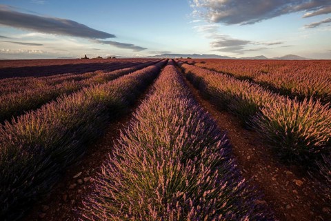 Lavender field, flowering true lavender (Lavandula angustifolia), near Valensole, evening light,