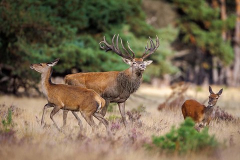 Red deer (Cervus elaphus) in the Hoge Veluwe National Park, Netherlands