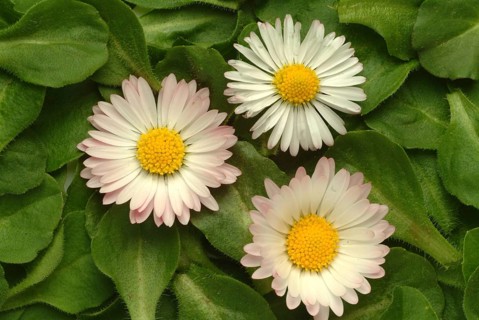 Common daisy (Bellis perennis), medicinal plant, naturopathy classifies the daisy among other