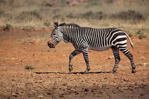 Cape mountain zebra (Equus zebra zebra), Mountain Zebra National Park, South Africa, lateral view,