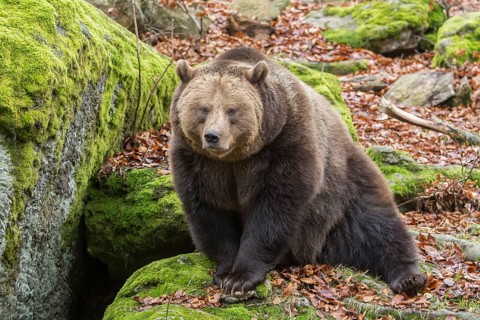 Brown Bear (Ursus arctos), animal enclosure, Bavarian Forest National Park, Bavaria, Germany,
