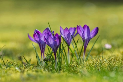 Spring crocuses (Crocus vernus), Upper Austria, Austria, Europe