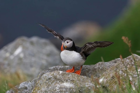 Puffin (Fratercula arctica) on rock, flaps with wings, bird island Runde, Norway, Europe