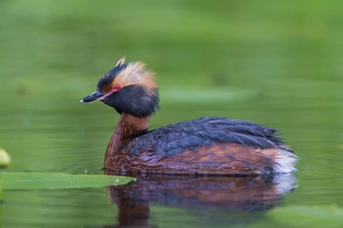 Horned Grebe (Podiceps auritus) swims in water, Västergotland, Sweden, Europe