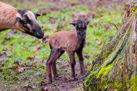 A female Cameroon or Cameroon Dwarf sheep, Ovis gmelini aries, and its lamb stand on a forest edge