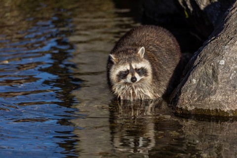 One Raccoon, Procyon lotor, looking for food between the pebbles in shallow water