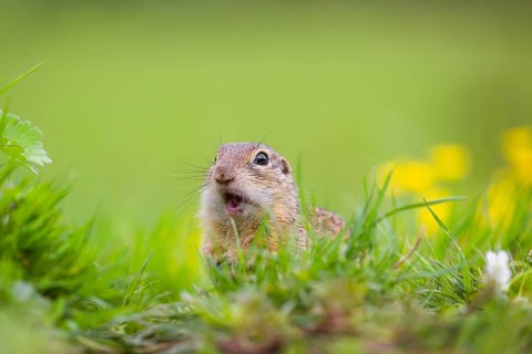 An adult European ground squirrel (Spermophilus citellus) or European souslik sits in green gras