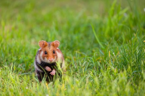 A European hamster (Cricetus cricetus), Eurasian hamster, black-bellied hamster or common hamster,
