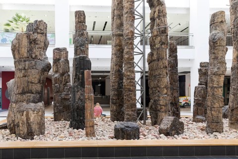 Petrified forest in the Tietz atrium, Chemnitz Natural History Museum, Saxony, Germany, Europe