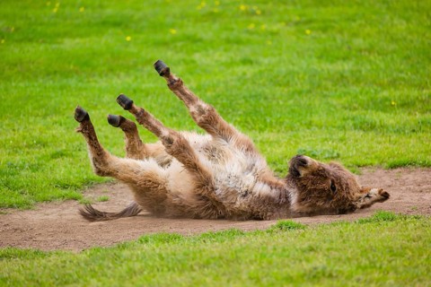 A mixed breed donkey foal takes a dust bath