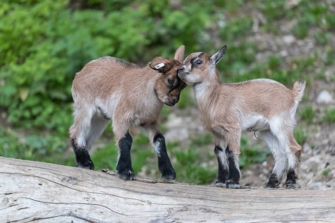 Two newborn Pygmy goat, Capra hircus, playing with each other on a log with some green grass in the