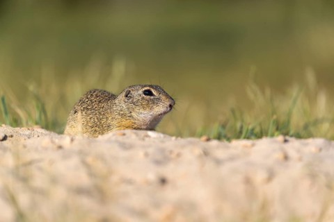 European ground squirrels (Spermophilus citellus) or European souslik sitting on sand with some