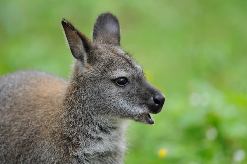 Close-up of a young kangaroo with open mouth in front of a blurred green background, red-necked